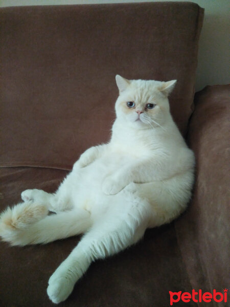 British Shorthair, Kedi  Boncuk fotoğrafı