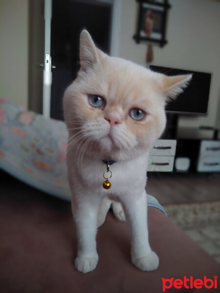 British Shorthair, Kedi  Boncuk fotoğrafı