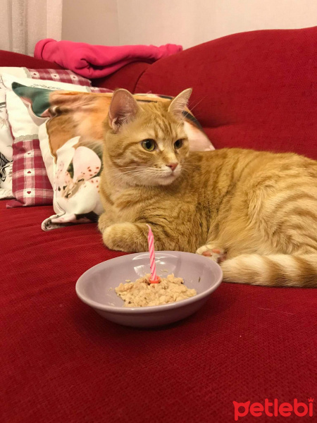 Sarman, Kedi  Pati fotoğrafı
