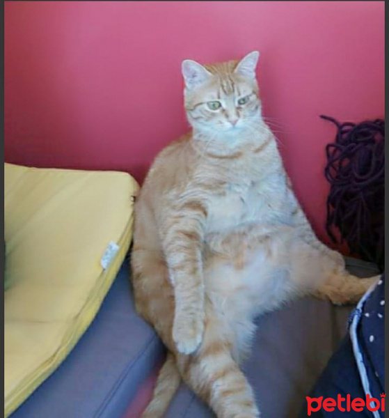 Sarman, Kedi  Pati fotoğrafı