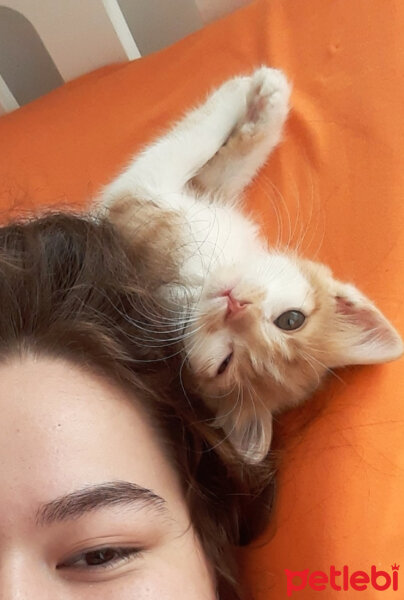 Sarman, Kedi  Tarçın fotoğrafı