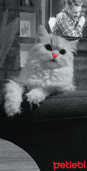 Chinchilla, Kedi  Yumak fotoğrafı