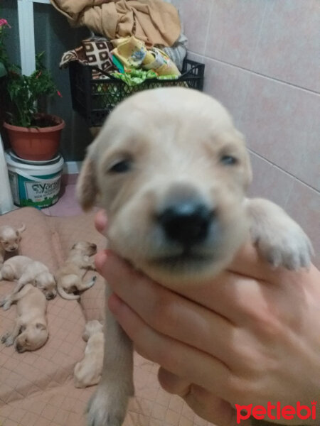 Golden Retriever, Köpek  Mia fotoğrafı