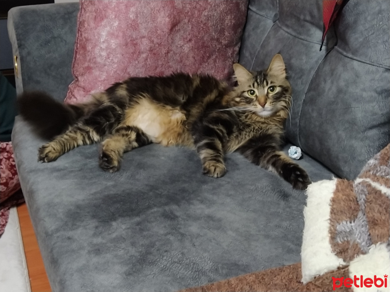 Maine Coon, Kedi  Pofi fotoğrafı