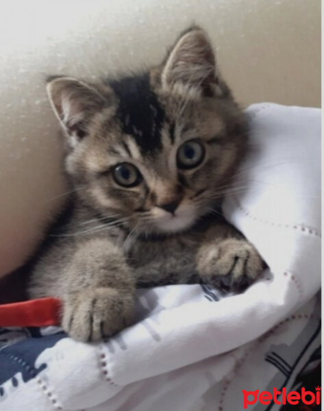 British Shorthair, Kedi  Mina fotoğrafı