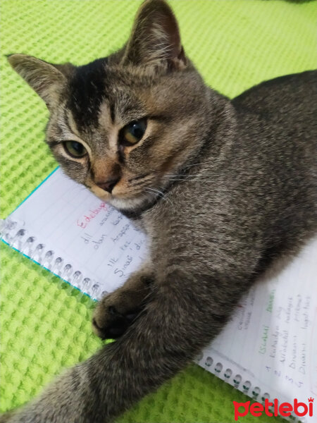 British Shorthair, Kedi  Mina fotoğrafı