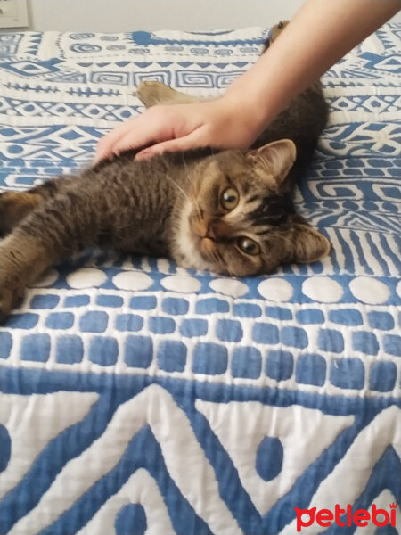 British Shorthair, Kedi  Mina fotoğrafı