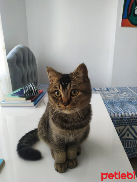 British Shorthair, Kedi  Mina fotoğrafı