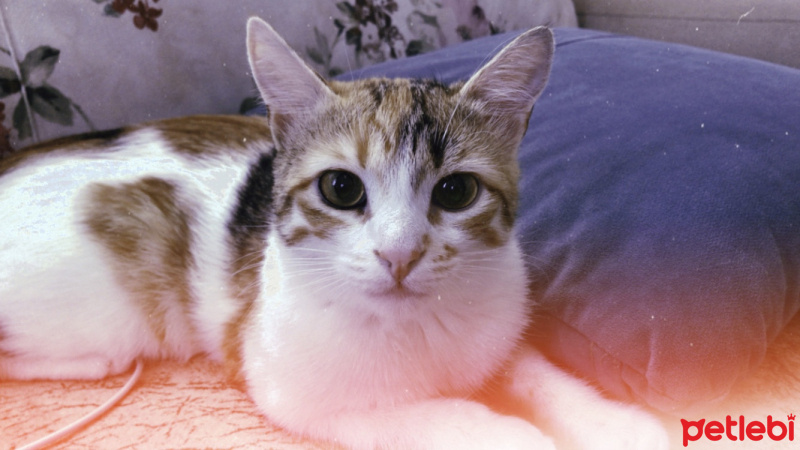 Tekir Kedi, Kedi  Nazlı fotoğrafı