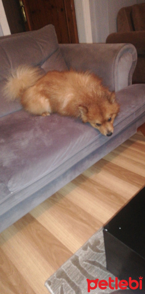 Pomeranyalı, Köpek  Yumak fotoğrafı