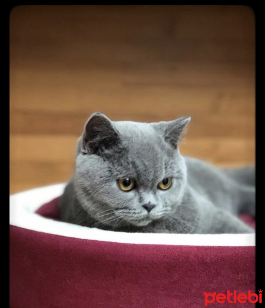 British Shorthair, Kedi  Yumak fotoğrafı