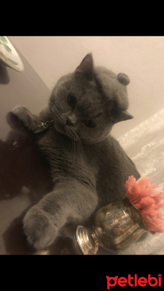 British Shorthair, Kedi  Yumak fotoğrafı