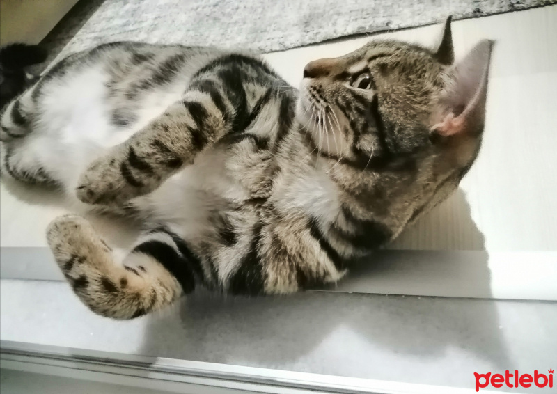 Tekir Kedi, Kedi  Mia fotoğrafı