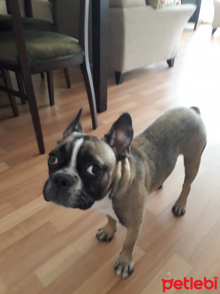 Fransız Bulldog, Köpek  Frank fotoğrafı