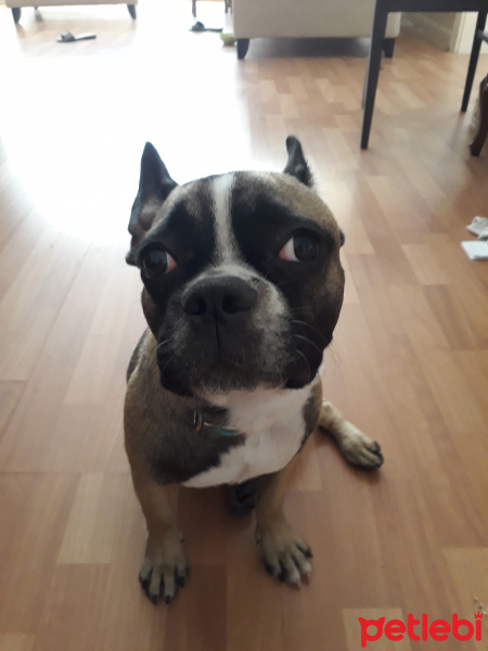 Fransız Bulldog, Köpek  Frank fotoğrafı