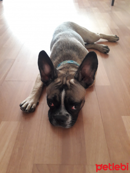 Fransız Bulldog, Köpek  Frank fotoğrafı