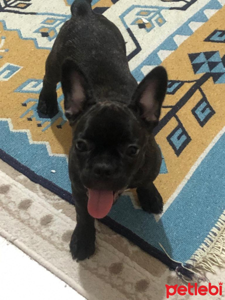 Fransız Bulldog, Köpek  Lora fotoğrafı