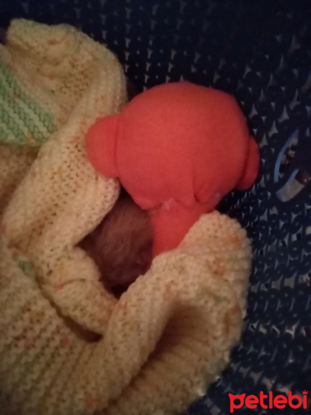 Sarman, Kedi  Bebeğim fotoğrafı