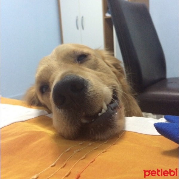 Golden Retriever, Köpek  Leo fotoğrafı