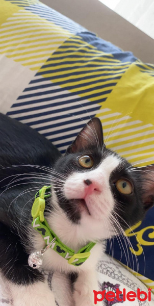 Tekir Kedi, Kedi  Gece fotoğrafı