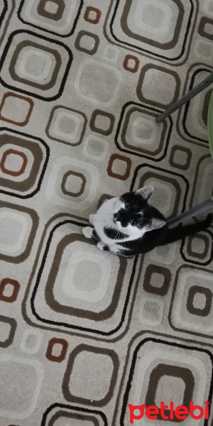 Tekir Kedi, Kedi  Osman fotoğrafı