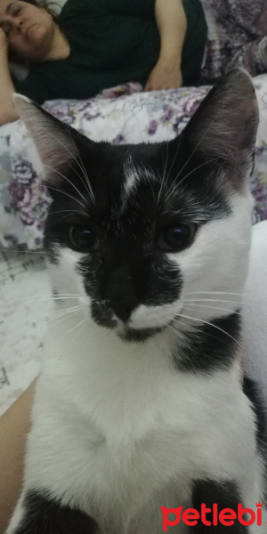 Tekir Kedi, Kedi  Osman fotoğrafı