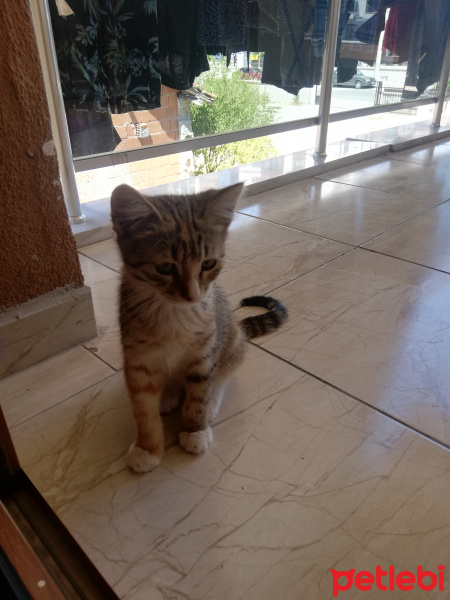 Tekir Kedi, Kedi  Neriman fotoğrafı