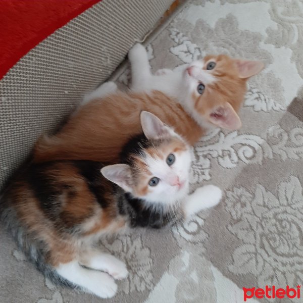 Tekir Kedi, Kedi  Nora fotoğrafı