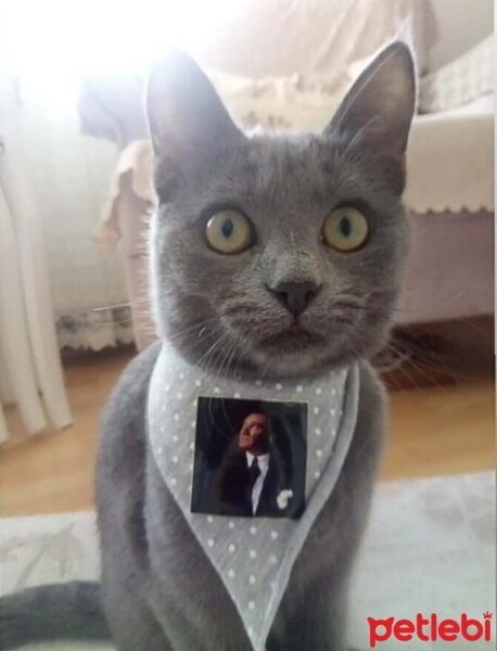 Mavi Rus, Kedi  Duman fotoğrafı