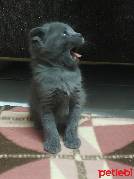 Nebelung, Kedi  Gumus fotoğrafı