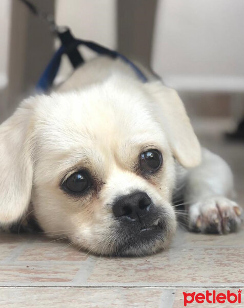 Pekingese, Köpek  Taco fotoğrafı