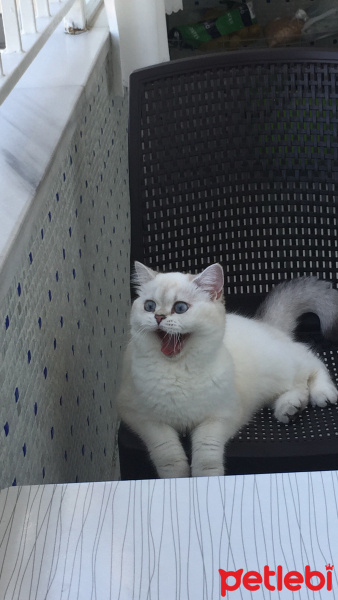 British Shorthair, Kedi  Maya fotoğrafı