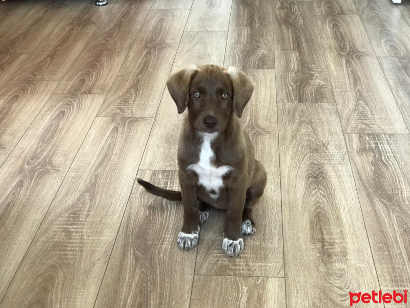 Labrador Retriever, Köpek  Lina fotoğrafı