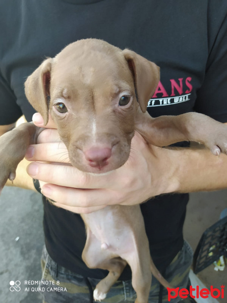 Amerikan Staffordshire Terrier, Köpek  Cesur fotoğrafı