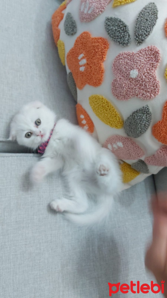 Scottish Fold, Kedi  Lokum fotoğrafı
