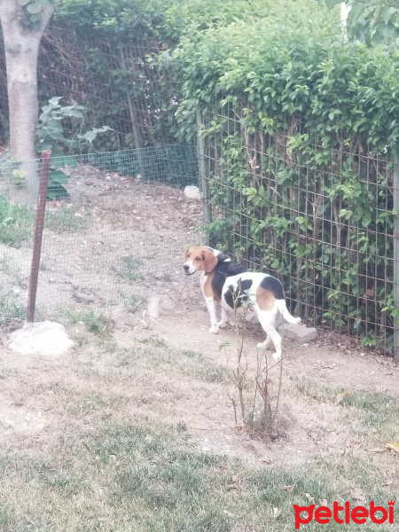 Beagle, Köpek  Tarçın fotoğrafı