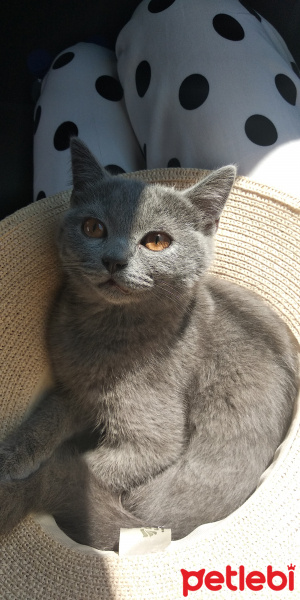 British Shorthair, Kedi  Patiayak fotoğrafı