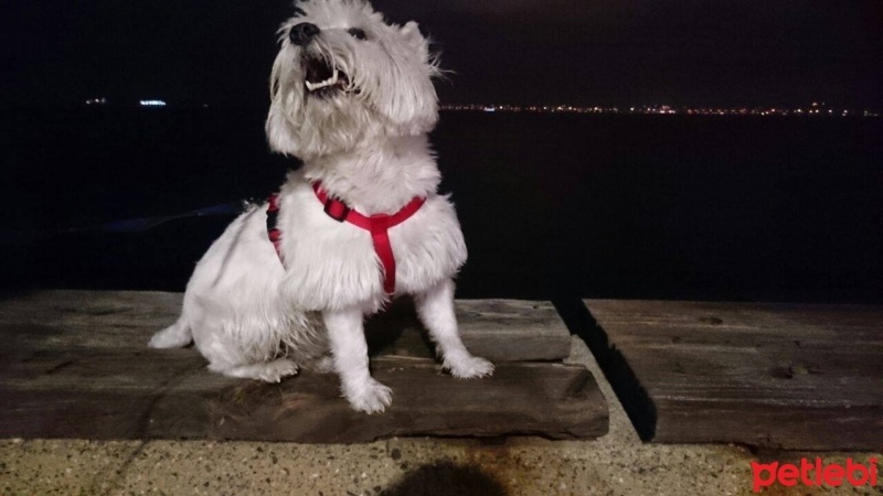 West Highland White Terrier, Köpek  max fotoğrafı