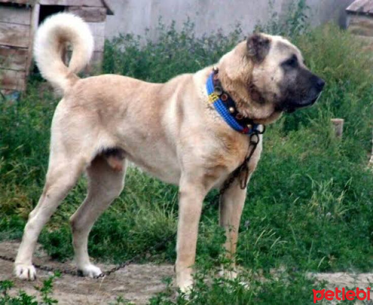 Kangal, Köpek  Thomas fotoğrafı