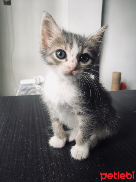 Tekir Kedi, Kedi  Kaju fotoğrafı