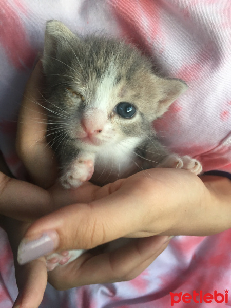 Tekir Kedi, Kedi  Kaju fotoğrafı