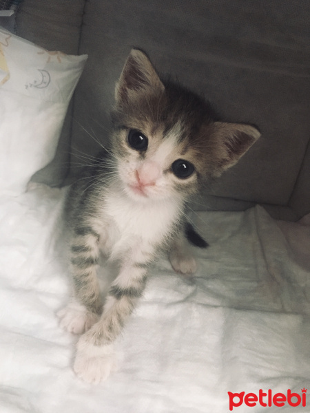 Tekir Kedi, Kedi  Kaju fotoğrafı