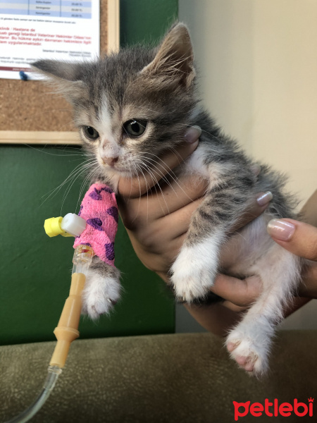 Tekir Kedi, Kedi  Kaju fotoğrafı