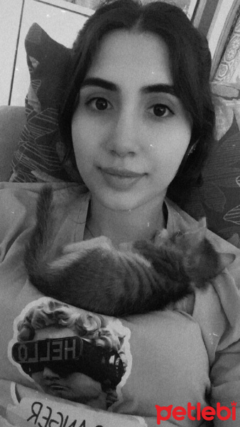 Tekir Kedi, Kedi  Kaju fotoğrafı