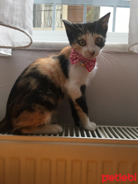 Tekir Kedi, Kedi  Fındık fotoğrafı