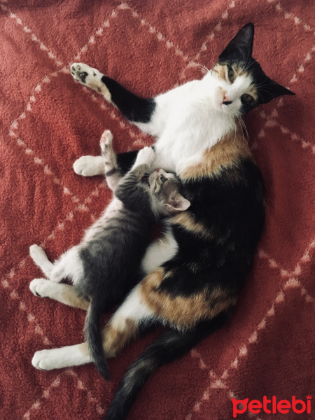 Tekir Kedi, Kedi  Fındık fotoğrafı