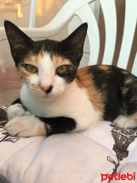 Tekir Kedi, Kedi  Fındık fotoğrafı