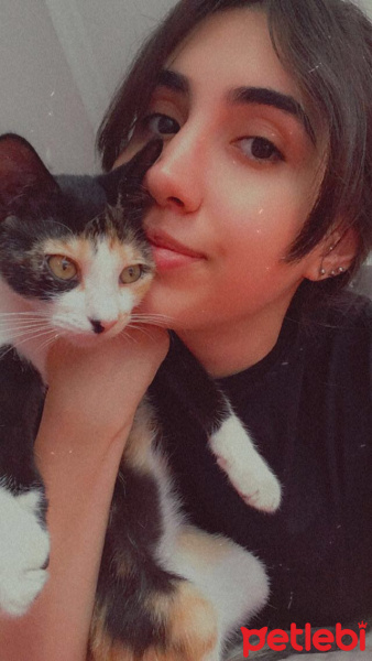 Tekir Kedi, Kedi  Fındık fotoğrafı