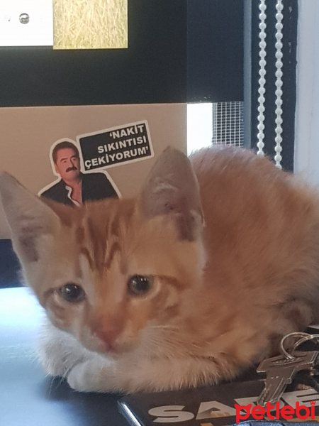 Tekir Kedi, Kedi  Sıdıka fotoğrafı