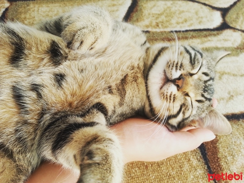 Tekir Kedi, Kedi  patik fotoğrafı